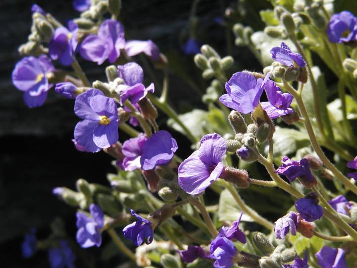 Fleur du jardin 